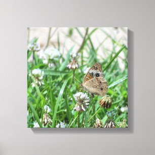 Common Buckeye Butterfly Canvas Print