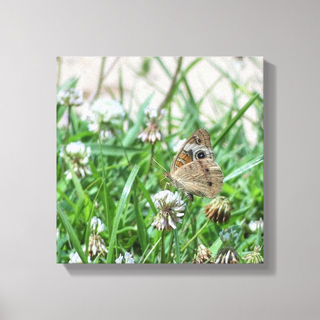 Common Buckeye Butterfly Canvas Print (Front)