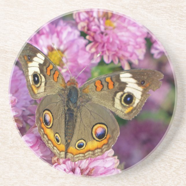 Common Buckeye Butterfly Coaster (Front)