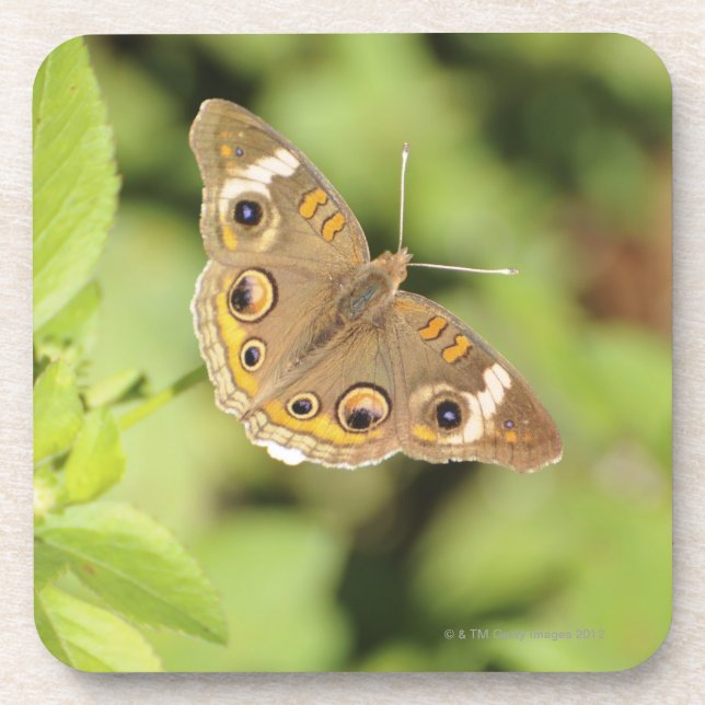 Common buckeye butterfly, Junonia coenia. Coaster (Front)