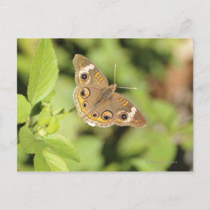 Common buckeye butterfly, Junonia coenia. Postcard