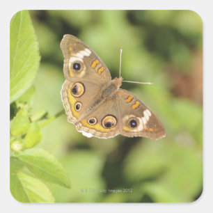 Common buckeye butterfly, Junonia coenia. Square Sticker