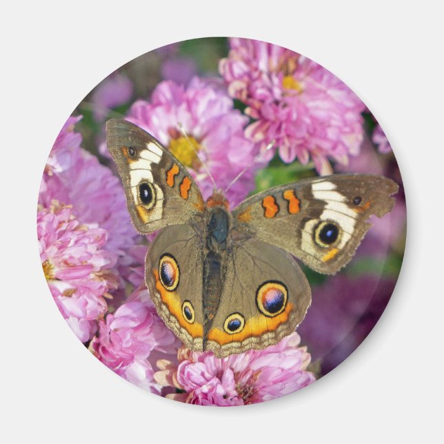 Common Buckeye Butterfly Magnet (Front)