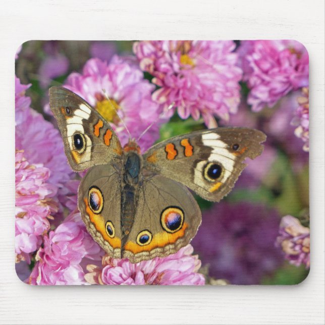 Common Buckeye Butterfly Mouse Pad (Front)