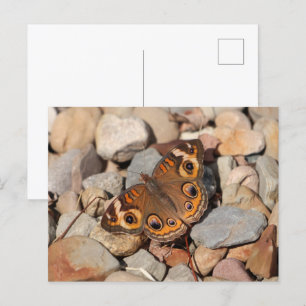 Common Buckeye Butterfly on River Rock Blank Postcard