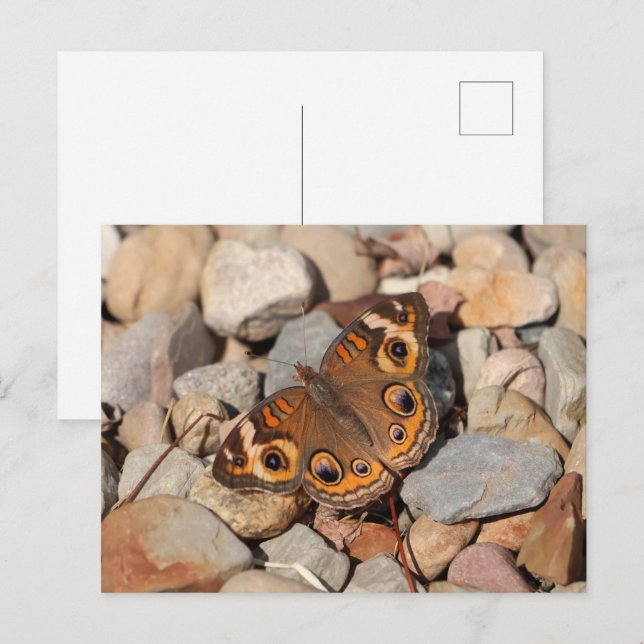 Common Buckeye Butterfly on River Rock Blank Postcard (Front/Back)