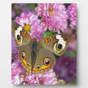 Common Buckeye Butterfly Plaque