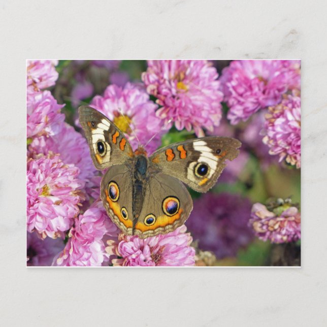 Common Buckeye Butterfly Postcard (Front)
