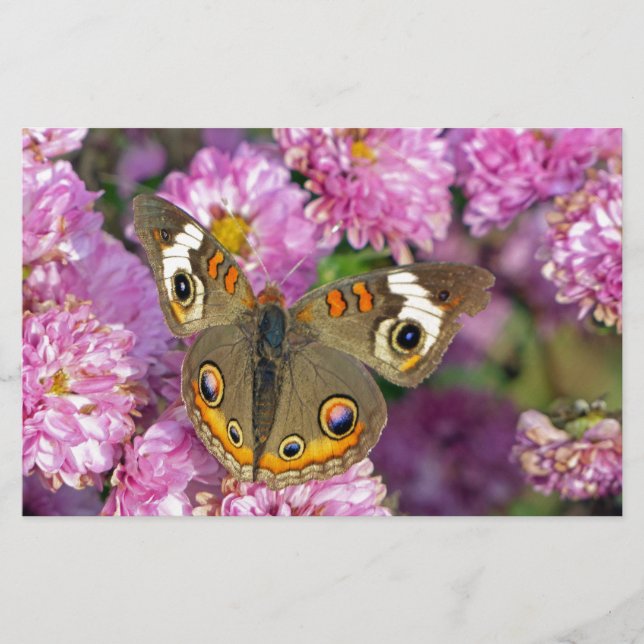 Common Buckeye Butterfly Stationery (Front)