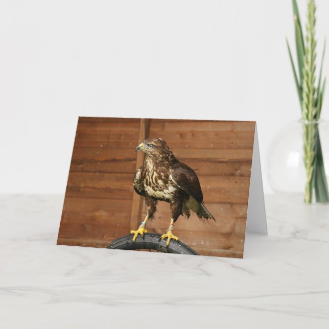 Common Buzzard Bird of Prey Card (Front)