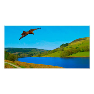 Common Buzzard in flight over Ladybower reservoir Poster
