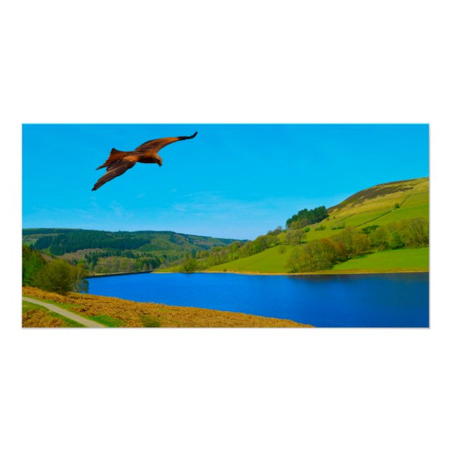 Common Buzzard in flight over Ladybower reservoir Poster (Front)