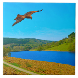 Common Buzzard in flight over Ladybower reservoir Tile
