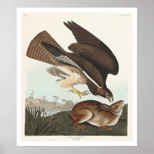 Common Buzzard par Audubon Poster