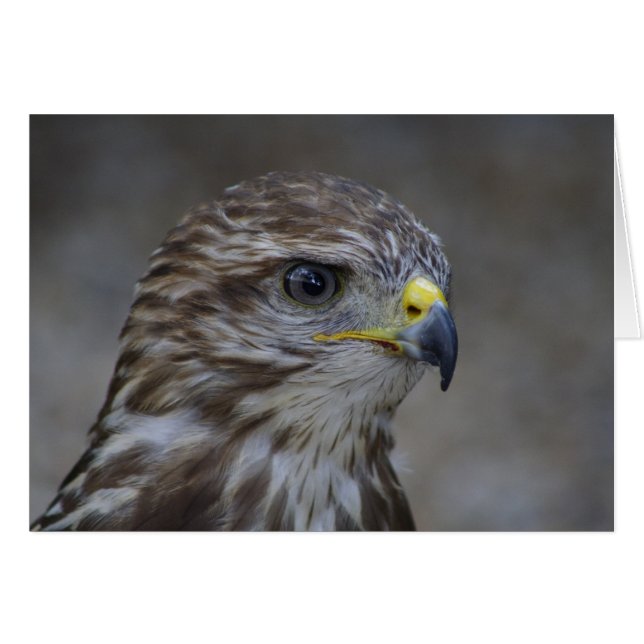 Common Buzzard Portrait (Front Horizontal)