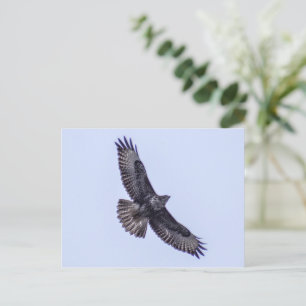 Common Buzzard  Postcard