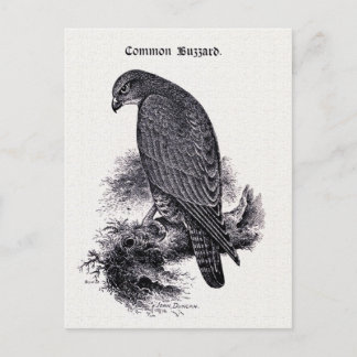 "Common Buzzard" Vintage Illustration Postcard