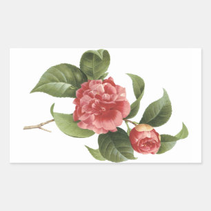 common camellia(Camellia japonica) by Redouté Sticker