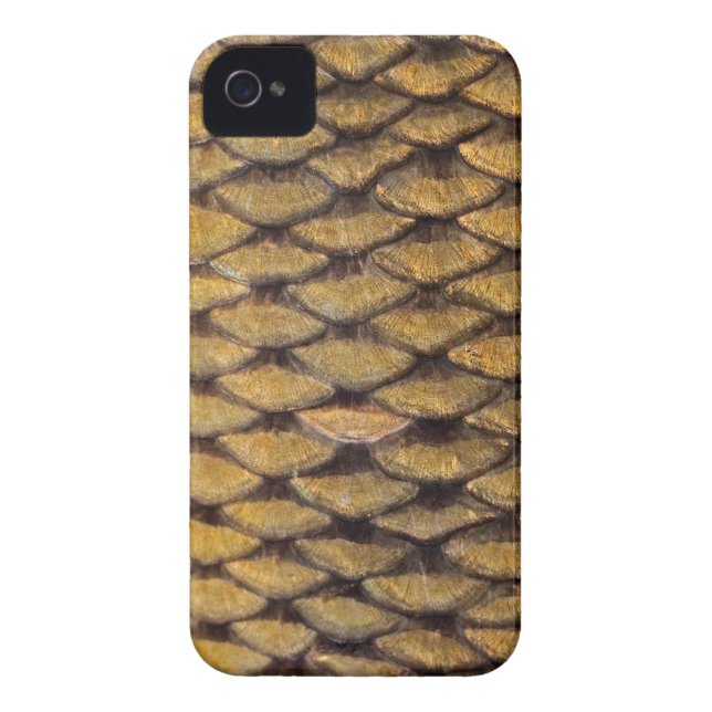 Common Carp - iPhone4 Case (Back)