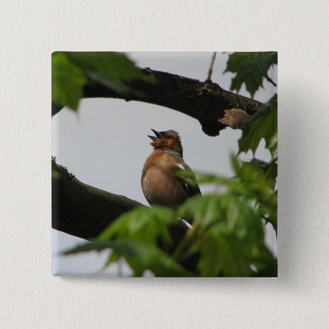 Common Chaffinch 2 Inch Square Button (Front)