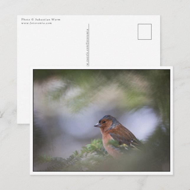 Common Chaffinch Postcard (Front/Back)