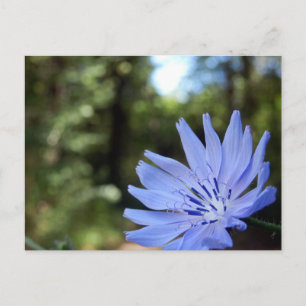 Common Chicory Postcard