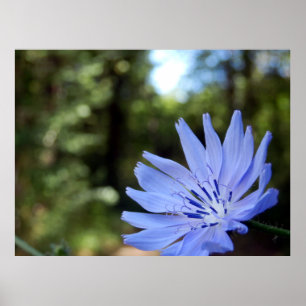 Common Chicory Poster