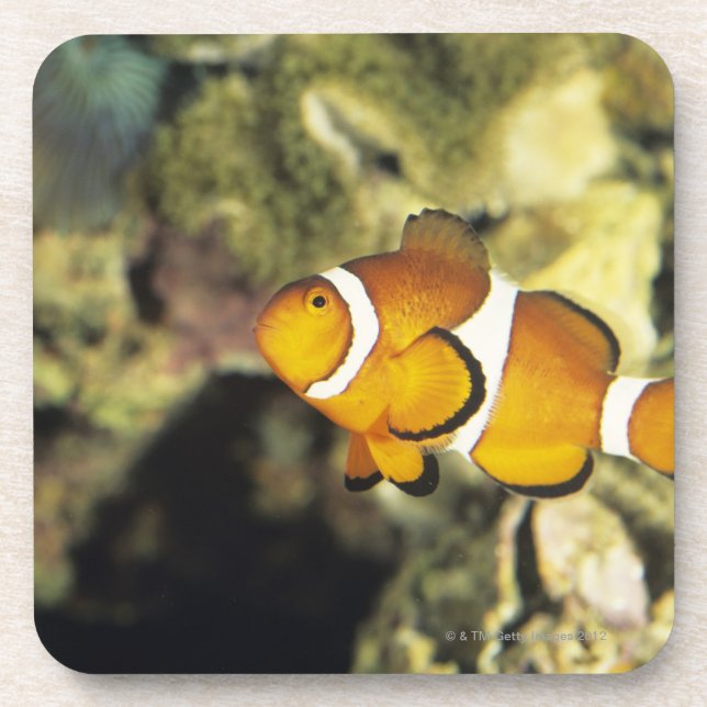 Common clownfish (Amphiprion ocellaris), Coaster (Front)