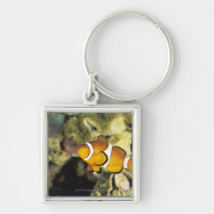 Common clownfish (Amphiprion ocellaris), Keychain