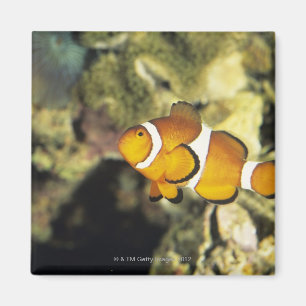 Common clownfish (Amphiprion ocellaris), Magnet