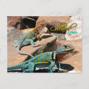 Common Collared Lizard, New Mexico Postcard