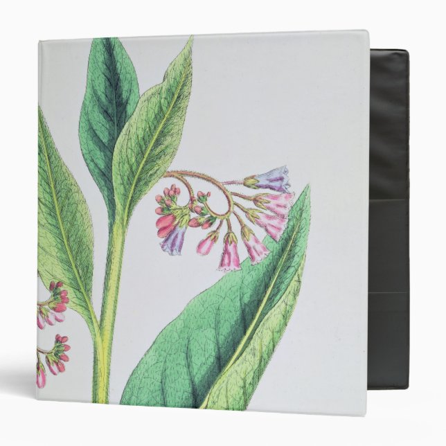 Common Comfrey, plate MCXVI, c.1800 Binder (Front/Inside)