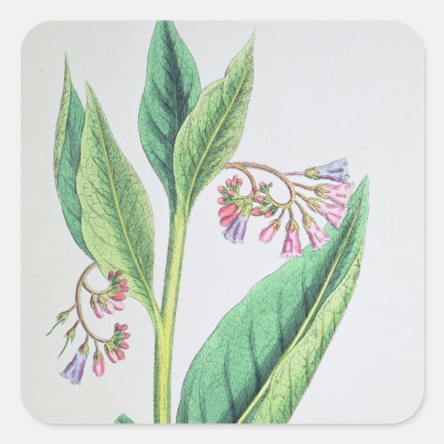 Common Comfrey, plate MCXVI, c.1800 Square Sticker (Front)