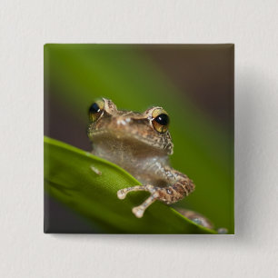 Common coqui, Eleutherodactylus coqui 2 Inch Square Button