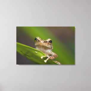 Common coqui, Eleutherodactylus coqui Canvas Print