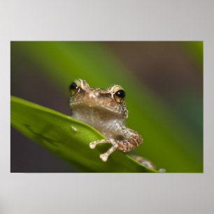 Common coqui, Eleutherodactylus coqui, El Poster