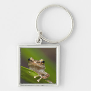 Common coqui, Eleutherodactylus coqui Keychain