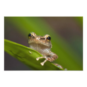 Common coqui, Eleutherodactylus coqui Photo Print