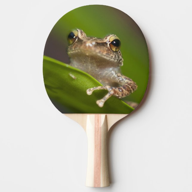 Common coqui, Eleutherodactylus coqui Ping Pong Paddle (Front)