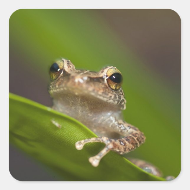 Common coqui, Eleutherodactylus coqui Square Sticker (Front)