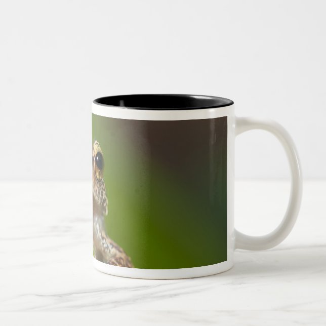 Common coqui, Eleutherodactylus coqui Two-Tone Coffee Mug (Right)