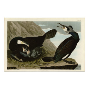 Common Cormorant - from Audubon's Birds of America Photo Print