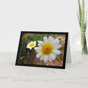 Common Daisies Card
