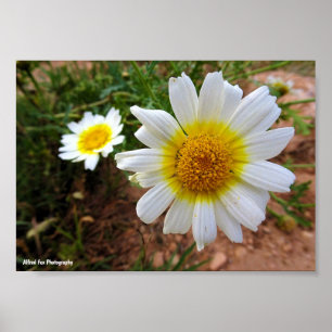 Common Daisies Poster