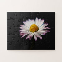 Common Daisy 11x14 30pc jpa