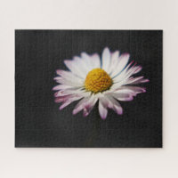 Common Daisy 16x20 520pc jpcna