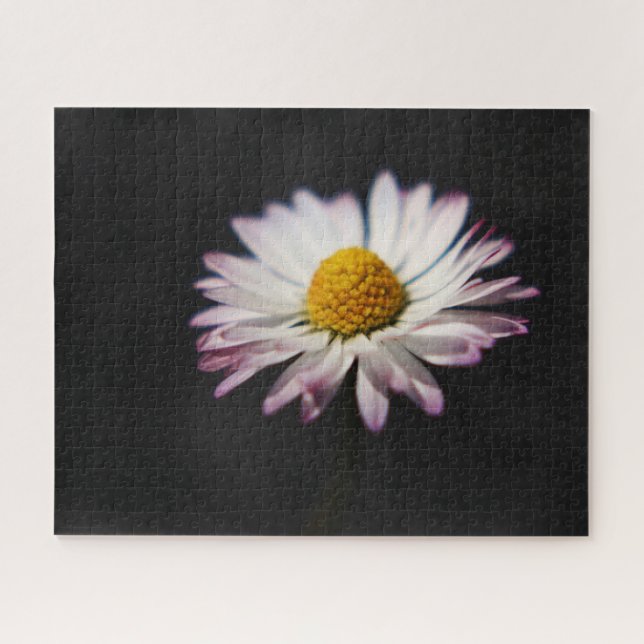 Common Daisy 16x20 520pc jpcna Jigsaw Puzzle (Horizontal)