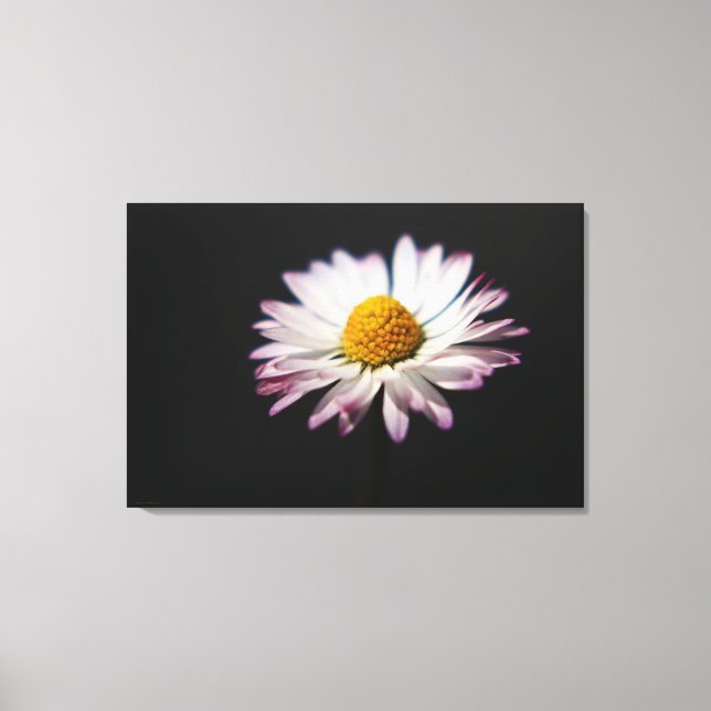 Common Daisy 36x24 (90x60cm) waccnm Canvas Print (Front)
