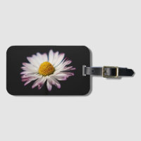 Common Daisy bc ltcna