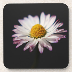 Common Daisy coastercna Coaster